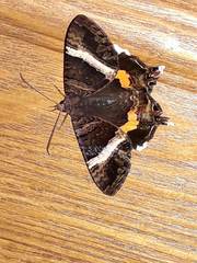 Coronidia leachi