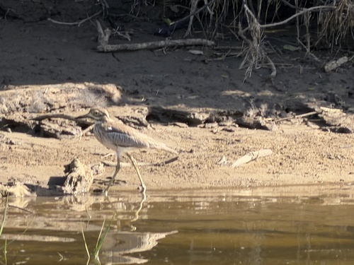 iNaturalist image