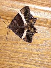 Coronidia leachi