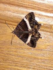 Coronidia leachi