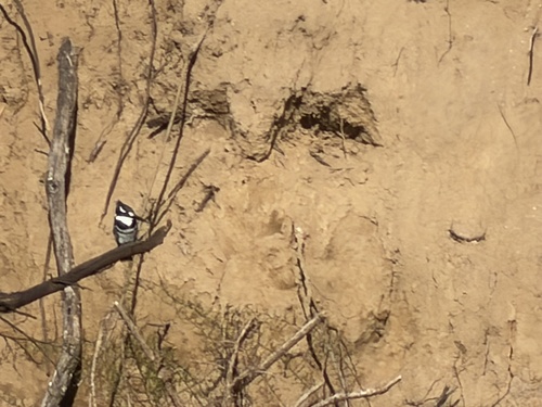 iNaturalist image