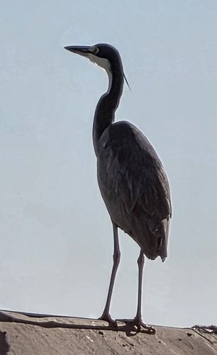 iNaturalist image