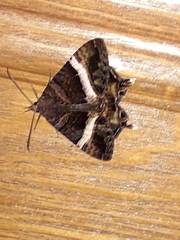 Coronidia leachi