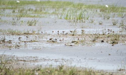 iNaturalist image