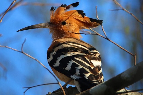 Madagascar Hoopoe