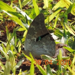 Archaeoprepona demophoon