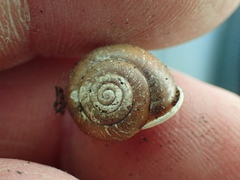 Allogona ptychophora