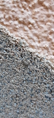 Sciocorini