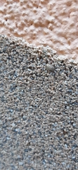 Sciocorini