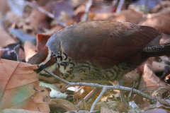 Mesitornis variegatus