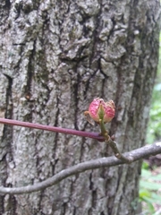 Phylloxera spinosa
