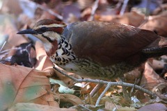 Mesitornis variegatus