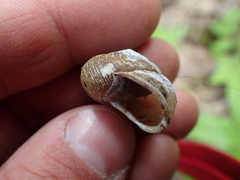 Allogona ptychophora