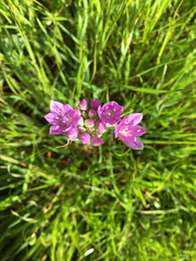 Allium unifolium