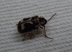 Ptinomorphus imperialis