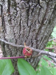 Phylloxera spinosa