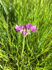 Allium unifolium