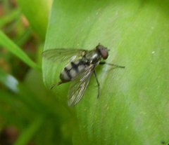 Portevinia maculata