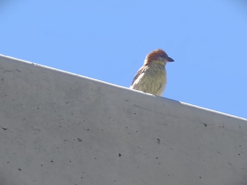 Russet Sparrow