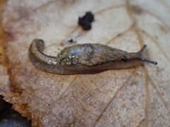 Hemphillia camelus