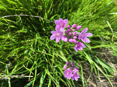 Allium unifolium