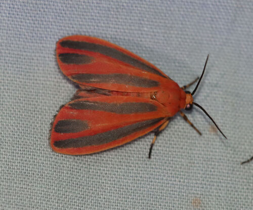 Scarlet-winged Lichen Moth photo 3