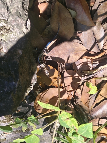 Shanghai Elegant Skink