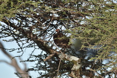 Pternistis rufopictus