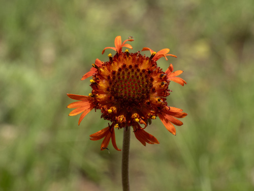 Gaillardia suavis