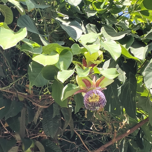 Passiflora maliformis observed 2026-07-24