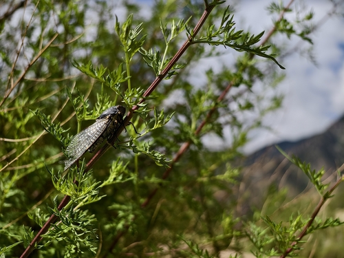 Hyalessa batangensis