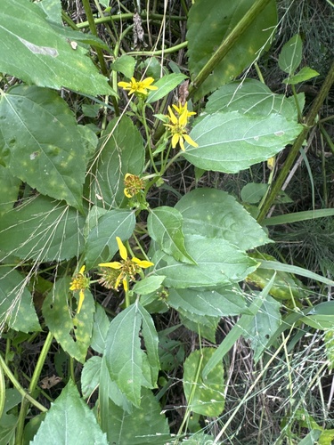 Wollastonia biflora, photograph 6