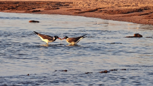 White-eyed Gull (Ichthyaetus leucophthalmus), photo 4