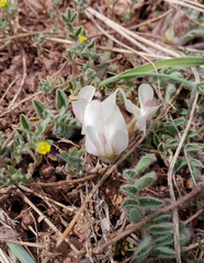 Astragalus parryi
