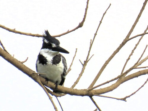 iNaturalist image