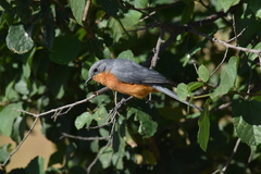 Melaenornis semipartitus