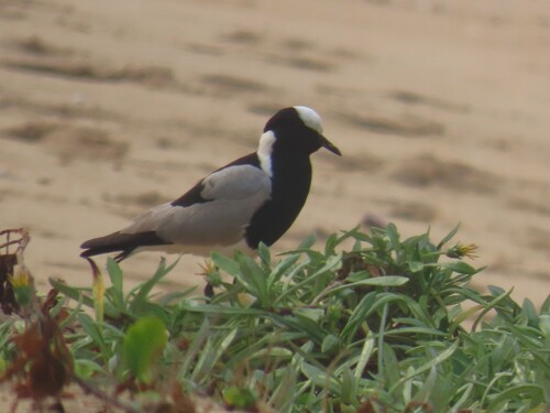 iNaturalist: (c) Peter Vos, some rights reserved (CC BY-NC), uploaded by Peter Vos iNaturalist image