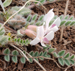 Astragalus parryi