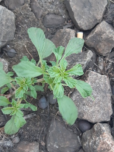prostrate pigweed