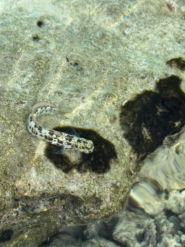 Blenniella periophthalmus observed 2026-07-19