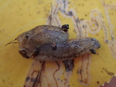 Hemphillia camelus