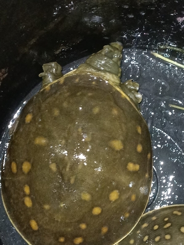 Spotted Northern Indian Flapshell Turtle
