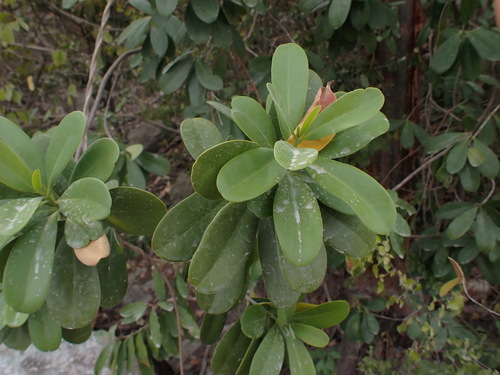Canella winterana observed 2026-07-21