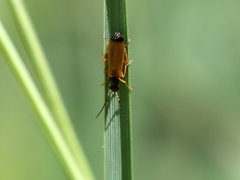 Rhagonycha lignosa