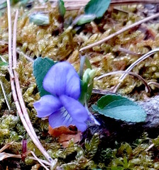 Viola canina