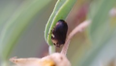 Clastoptera lineatocollis