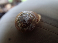 Allogona ptychophora