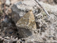 Evergestis frumentalis