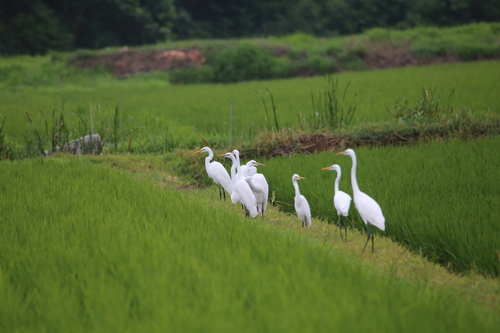 iNaturalist image