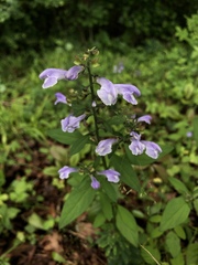 Scutellaria integrifolia